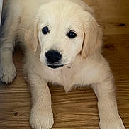 Willow participe au concours pour gagner de l'argent avec cette photo : puppy, dog, golden_retriever, pet, animal, cute, fur, floor, wooden_floor, laying, young, canine, domestic_animal, mammal, looking_up, indoor, soft, adorable, closeup, portrait