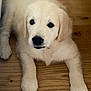 puppy, dog, golden_retriever, pet, animal, cute, fur, floor, wooden_floor, laying, young, canine, domestic_animal, mammal, looking_up, indoor, soft, adorable, closeup, portrait