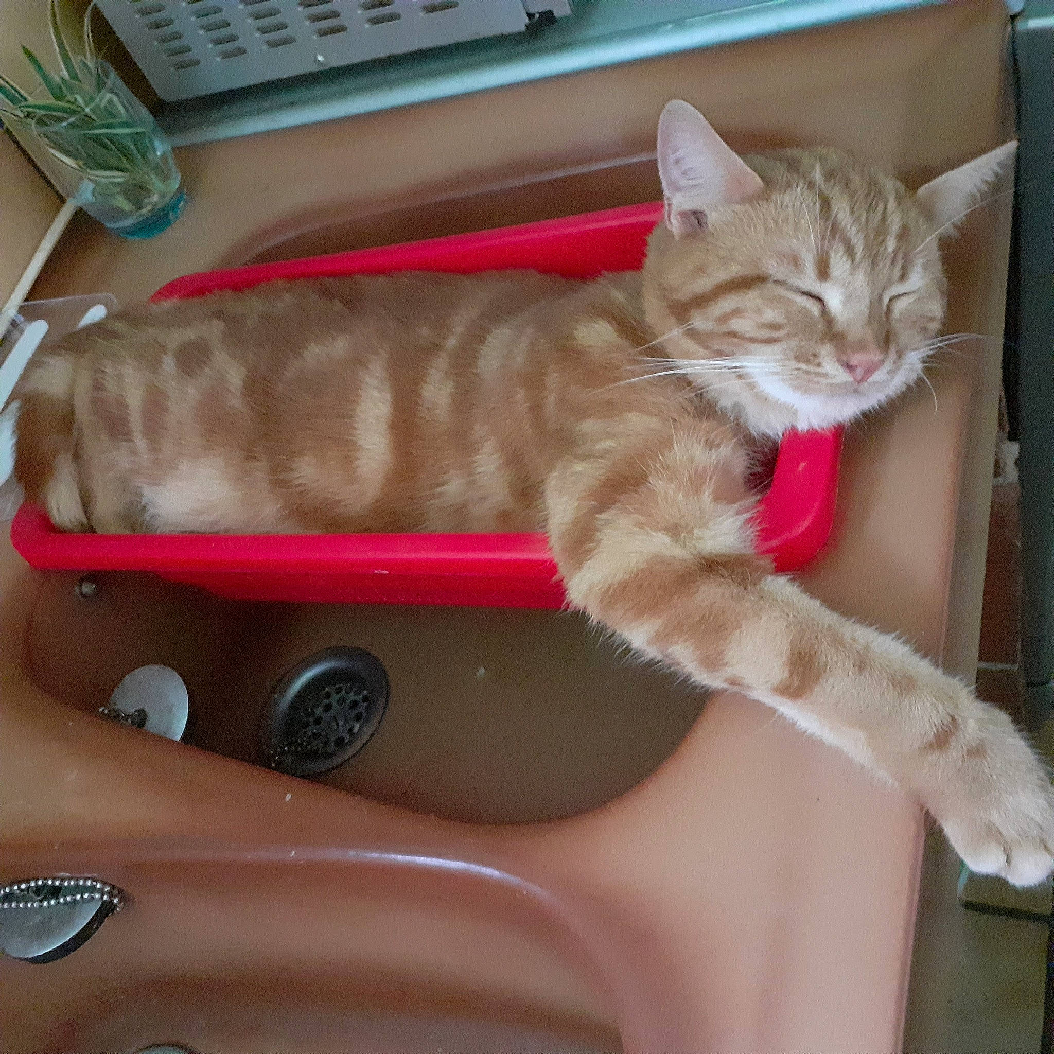 Sacha a rejoint le concours — aidez-le/la à gagner de superbes lots ! carnivore, cat, claw, comfort, domestic_short_haired_cat, fawn, felidae, fender, foot, fur, human_leg, input_device, leg, nail, numeric_keypad, paw, peripheral, small_to_medium_sized_cats, tail, whiskers