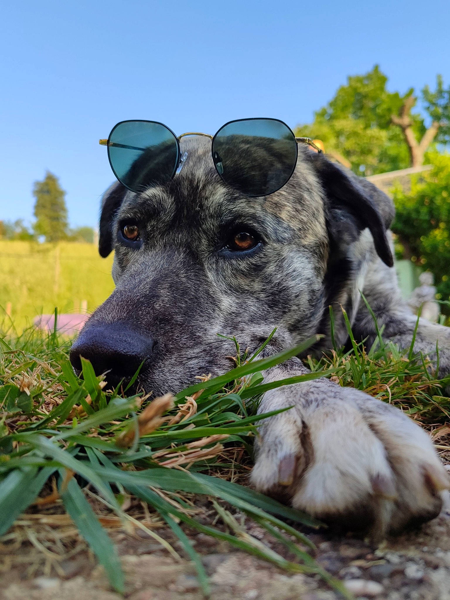 Rider participe au concours pour gagner de l'argent avec cette photo : canidae, carnivore, collar, companion_dog, dog, dog_breed, dog_collar, fawn, grass, grassland, guard_dog, plant, sky, snout, sporting_group, terrestrial_animal, tree, whiskers, working_animal, working_dog