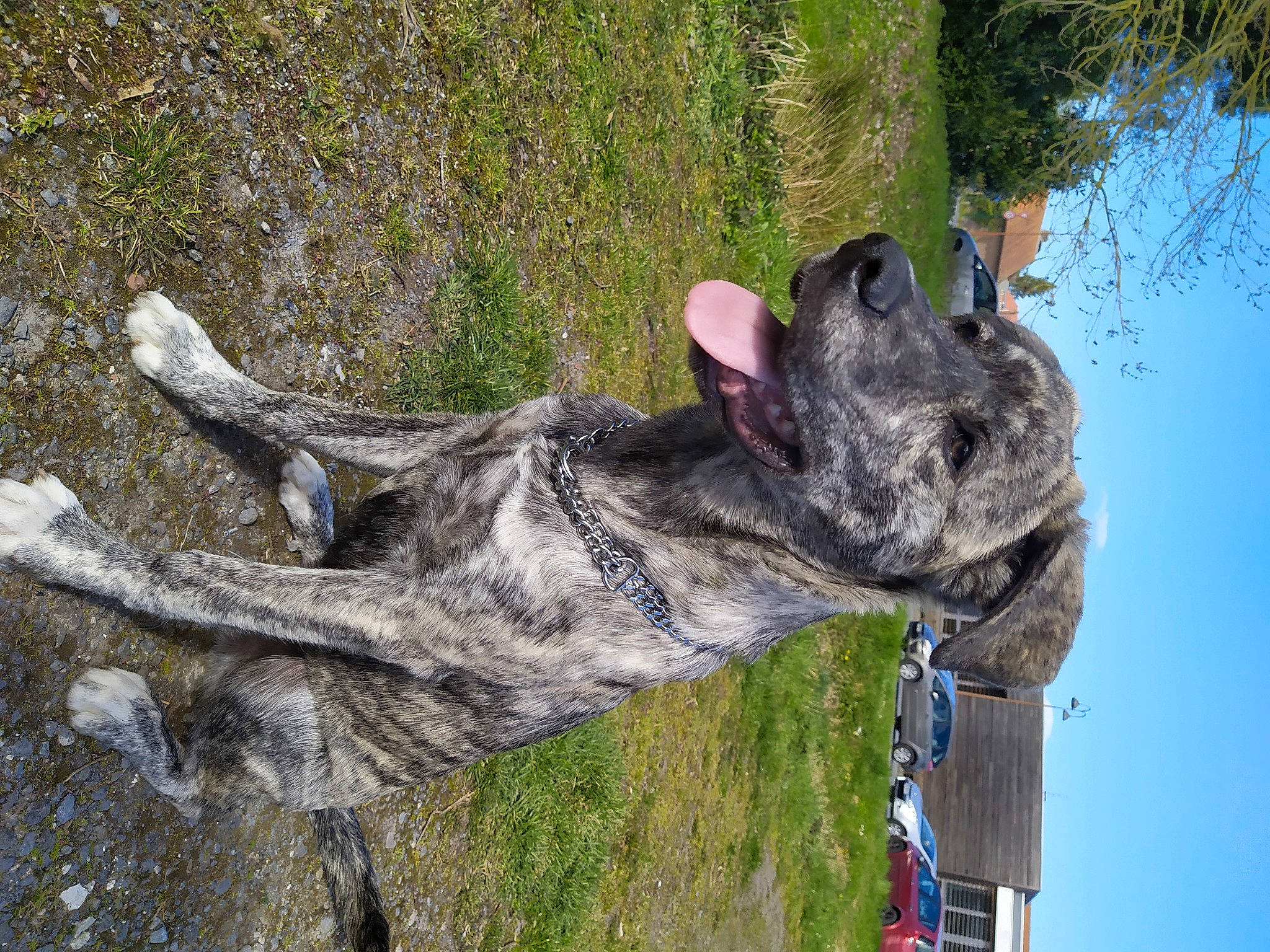 Rider a rejoint le concours — aidez-le/la à gagner de superbes lots ! canidae, carnivore, dog, dog_breed, dutch_shepherd_dog, fawn, french_bulldog, guard_dog, non_sporting_group, perro_de_presa_canario, plant, tree, trunk