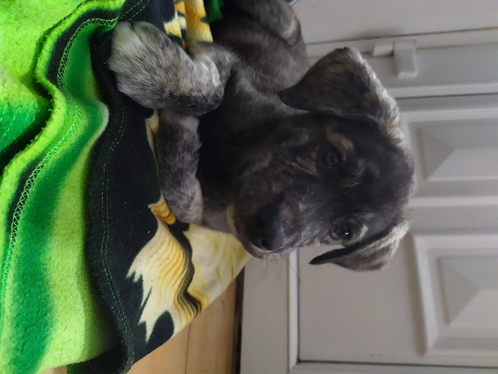 Rider a rejoint le concours — aidez-le/la à gagner de superbes lots ! canidae, carnivore, fawn, fur, non_sporting_group, tail