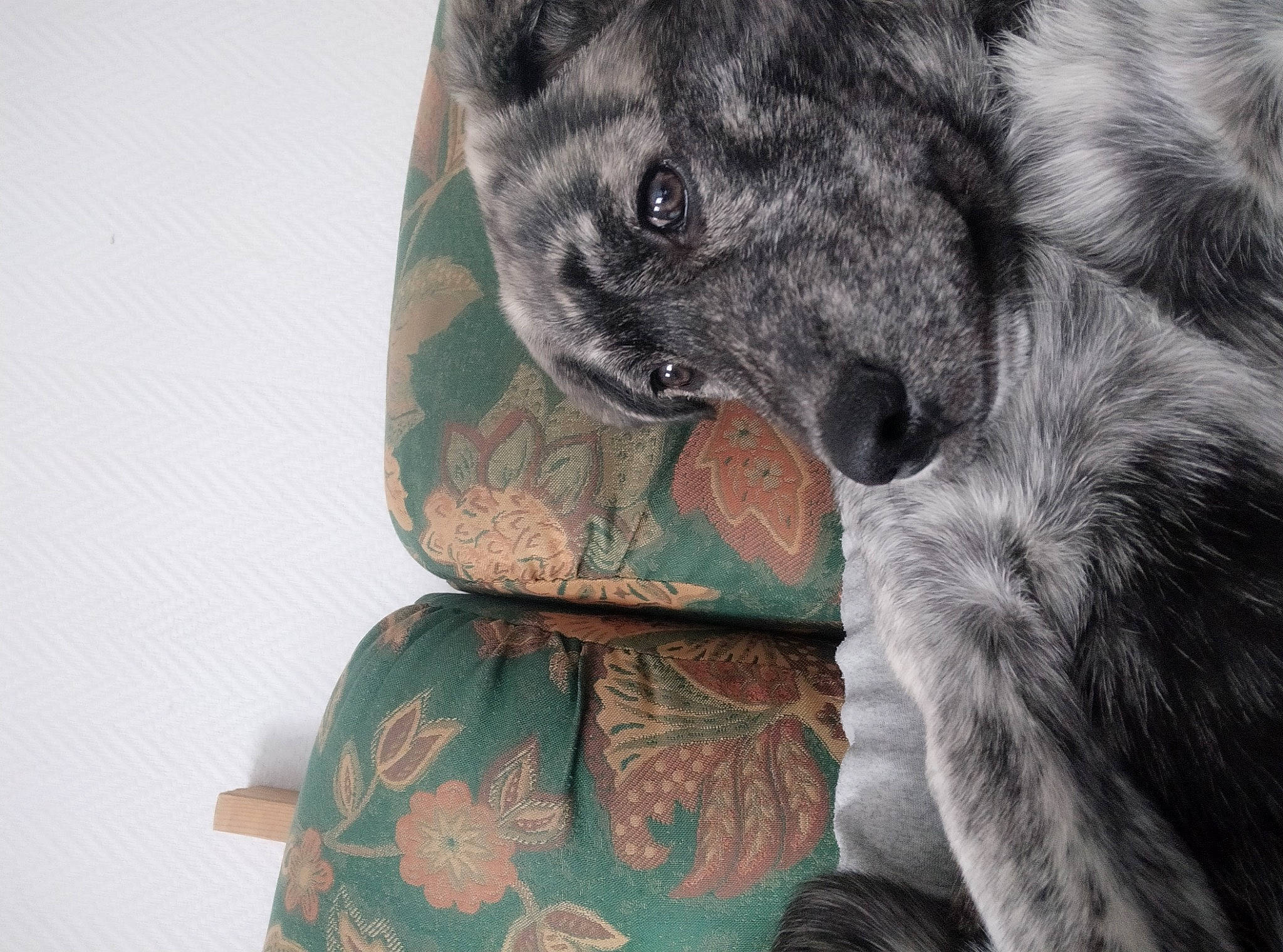 Rider a rejoint le concours — aidez-le/la à gagner de superbes lots ! canidae, carnivore, cat, fur, koala, snout, textile, whiskers