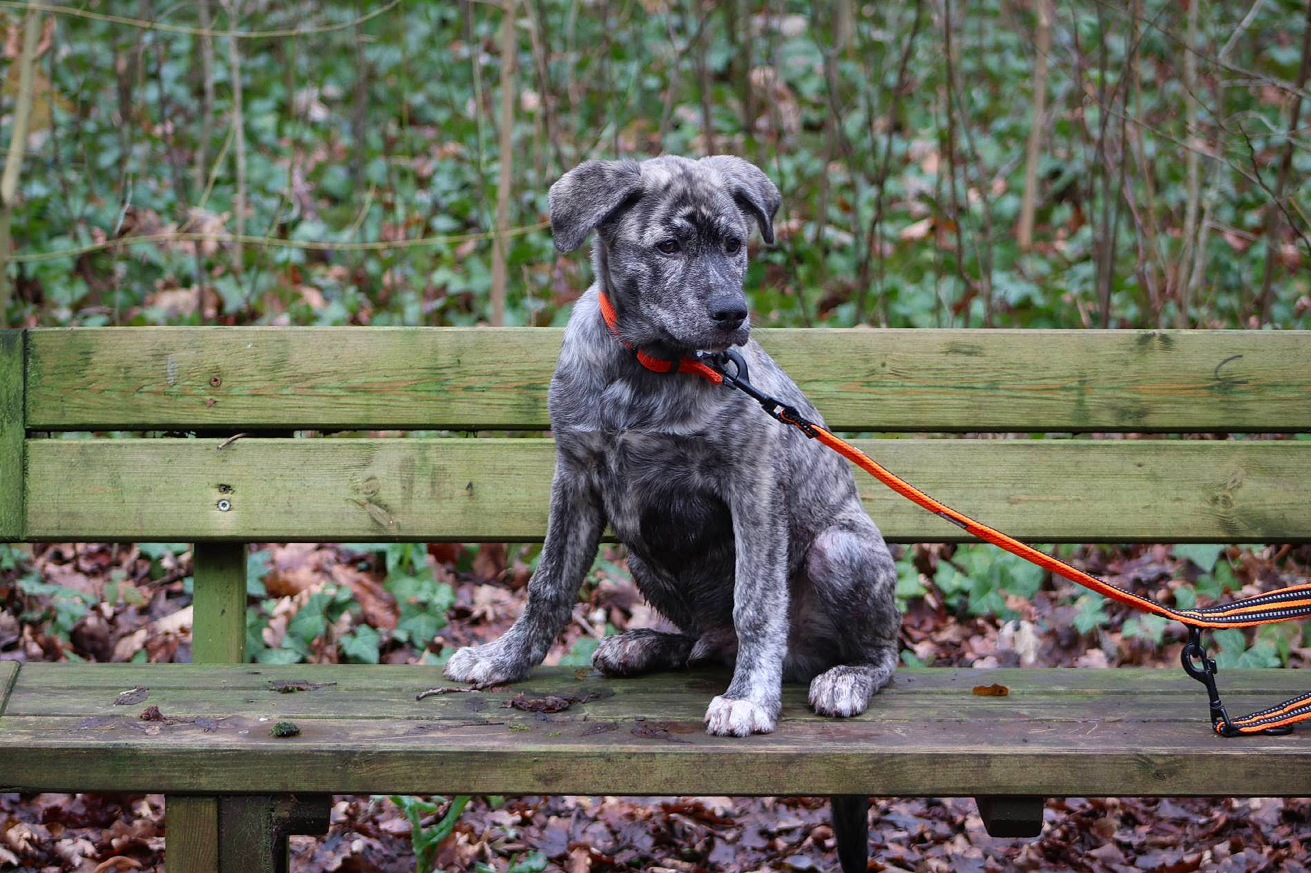 Rider a rejoint le concours — aidez-le/la à gagner de superbes lots ! canidae, carnivore, dog, dog_breed, guard_dog, hunting_dog, louisiana_catahoula_leopard_dog, mammal, perro_de_presa_canario, snout, sporting_group, vertebrate, working_dog