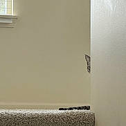 Minky joined the competition — help win amazing prizes! cat, peeking, wall, carpet, stairs, indoor, striped_tail, curious, hiding, quiet, home, pet, feline, light, shadow, window, whiskers, minimalist, beige, cozy