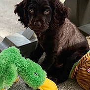 Marley is registered to the contest to win money with this photo: puppy, dog, brown, fur, carpet, plush_toy, green, yellow, indoor, pet, animal, cute, sitting, young, soft_toy, playful, closeup, eyes, nose, background