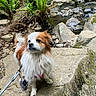 dog, leash, rock, forest, stream, moss, hiking, nature, outdoor, water, greenery, tree, fern, person, backpack, animal, pet, adventure, canine, exploration
