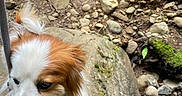 Lucy joined the competition — help win amazing prizes! dog, animal, outdoor, nature, rock, moss, forest, leaf, fern, canine, pet, walking, leash, fur, curious, small_dog, wildlife, ground, closeup, daylight