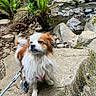 dog, leash, shoe, rock, stream, water, forest, tree, moss, fern, nature, outdoor, pet, animal, walking, hiking, people, greenery, stone, canine