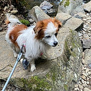 dog, leash, rock, moss, stream, water, nature, outdoor, fur, small_dog, brown_and_white, pet, canine, forest, rocks, ground, animal, walking, scenic, caution