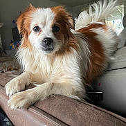 Lucy is registered to the contest to win money with this photo: dog, pet, indoor, couch, fur, brown_and_white, tail, close_up, relaxed, looking_at_camera, domestic_animal, companion, animal_portrait, furniture, home, cozy, soft_lighting, cute, canine, friendly