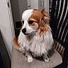 Lucy joined the competition — help win amazing prizes! dog, small_dog, fluffy_fur, white_fur, brown_fur, chair, cushion, indoor, pet, canine, looking_away, calm, seated, wooden_chair, floor, doorway, home_interior, domestic_animal, fur, animal