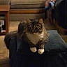 Scuba Steve joined the competition — help win amazing prizes! animal, blanket, blurred_background, carpet, cat, comfort, couch, cozy, cushion, domestic_animal, feline, fluffy, fur, home, indoor, living_room, pet, relaxed, resting, white_paws
