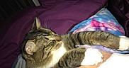Scuba Steve joined the competition — help win amazing prizes! animal, blanket, cat, comforter, cozy, cute, fur, human_arm, indoor, paw, pet, purple, relaxed, resting, sleeping, snuggled, striped, tabby_cat, tie_dye, whiskers