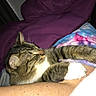 animal, blanket, cat, comforter, cozy, cute, fur, human_arm, indoor, paw, pet, purple, relaxed, resting, sleeping, snuggled, striped, tabby_cat, tie_dye, whiskers