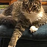 Scuba Steve is registered to the contest to win money with this photo: animal, cat, closeup, couch, curious, domestic, fluffy, fur, furniture, indoor, looking, lounging, mammal, paw, pet, relaxed, resting, side_table, tabby_cat, white_paws