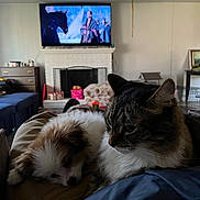 Scuba Steve is registered to the contest to win money with this photo: animal, blanket, cat, couch, cozy, fireplace, fluffy, furniture, home, indoor, living_room, person, pet, puppy, relaxing, resting, snuggling, soft_light, tabby_cat, television