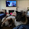 animal, blanket, cat, couch, cozy, fireplace, fluffy, furniture, home, indoor, living_room, person, pet, puppy, relaxing, resting, snuggling, soft_light, tabby_cat, television