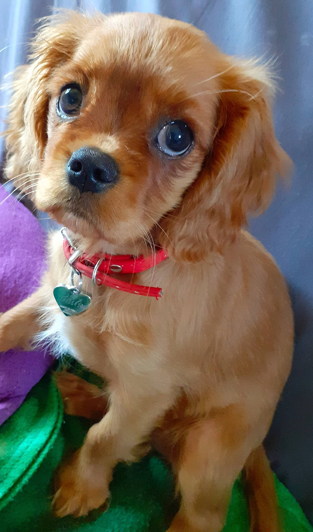 Una a rejoint le concours — aidez-le/la à gagner de superbes lots ! ancient_dog_breeds, canidae, carnivore, collar, companion_dog, dog, dog_breed, dog_collar, dog_supply, fawn, fur, liver, pet_supply, snout, sporting_group, toy, toy_dog, whiskers, working_animal