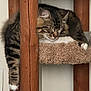 animal, carpet, cat, cat_tree, closed_eyes, cozy, cute, domestic, ears, feline, fur, indoor, paw, pet, relaxation, resting, sleeping, tabby, whiskers, wood
