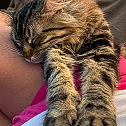 Emmy is registered to the contest to win money with this photo: animal, cat, close_up, comfort, companion, cozy, cute, fur, furry, indoor, nap, paws, pet, relaxed, resting, sleeping, soft, striped, tabby, whiskers