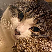 Scarlet is registered to the contest to win money with this photo: cat, close_up, resting, cozy, eyes, fur, whiskers, texture, fabric, sleepy, pet, animal, indoor, cute, relaxed, portrait, feline, soft, warm, companion