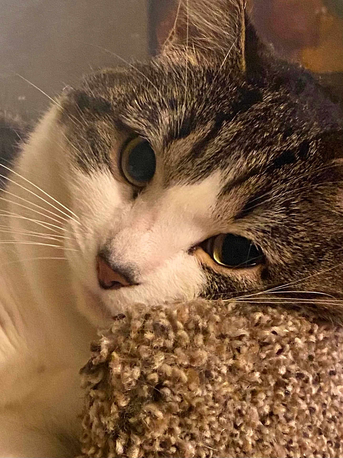 Scarlet is registered to the contest to win money with this photo: cat, close_up, resting, cozy, eyes, fur, whiskers, texture, fabric, sleepy, pet, animal, indoor, cute, relaxed, portrait, feline, soft, warm, companion