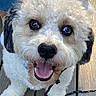Gilbert joined the competition — help win amazing prizes! dog, puppy, fluffy, white_fur, black_fur, curly_fur, portrait, close_up, happy, smiling, tongue_out, big_eyes, pet, leash, wooden_floor, indoor, companion_animal, looking_at_camera, adorable, photography