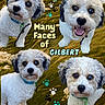 Gilbert is registered to the contest to win money with this photo: dog, puppy, four_dogs, white_fur, curly_fur, black_and_white, portrait, collage, pet, animal, fluffy, blue_collar, leash, outdoor, grass, paw_prints, text, smiling, cute, photography