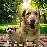 Gilbert is registered to the contest to win money with this photo: dog, dogs, golden_retriever, small_dog, fluffy_dog, outdoor, park, sunlight, grass, trees, brick_paving, portrait, animal_portrait, siblings, friendship, heart_shapes, text_overlay, happy, standing, family_theme