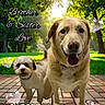 dog, dogs, golden_retriever, small_dog, fluffy_dog, outdoor, park, sunlight, grass, trees, brick_paving, portrait, animal_portrait, siblings, friendship, heart_shapes, text_overlay, happy, standing, family_theme
