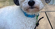 Gilbert is registered to the contest to win money with this photo: dog, puppy, white_fur, curly_fur, black_ears, brown_eyes, black_nose, blue_collar, leash, outdoor, deck, wooden_floor, grass, moss, portrait, close_up, standing, pet, fluffy, companion_animal