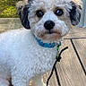 dog, puppy, white_fur, curly_fur, black_ears, brown_eyes, black_nose, blue_collar, leash, outdoor, deck, wooden_floor, grass, moss, portrait, close_up, standing, pet, fluffy, companion_animal