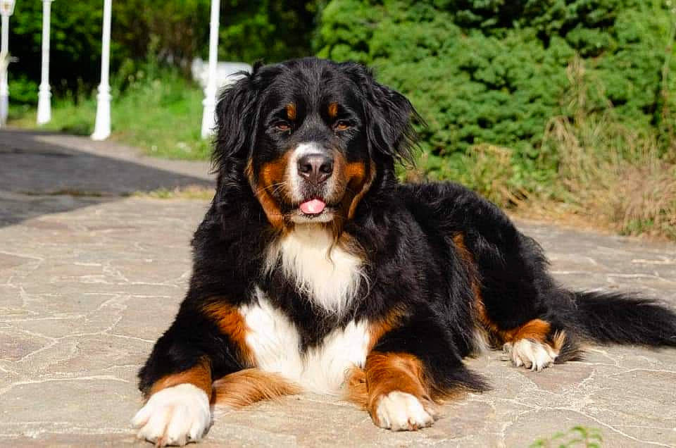Poonam a rejoint le concours — aidez-le/la à gagner de superbes lots ! bernese_mountain_dog, carnivore, companion_dog, dog, dog_breed, event, grass, plant, sporting_group, terrestrial_animal, working_dog