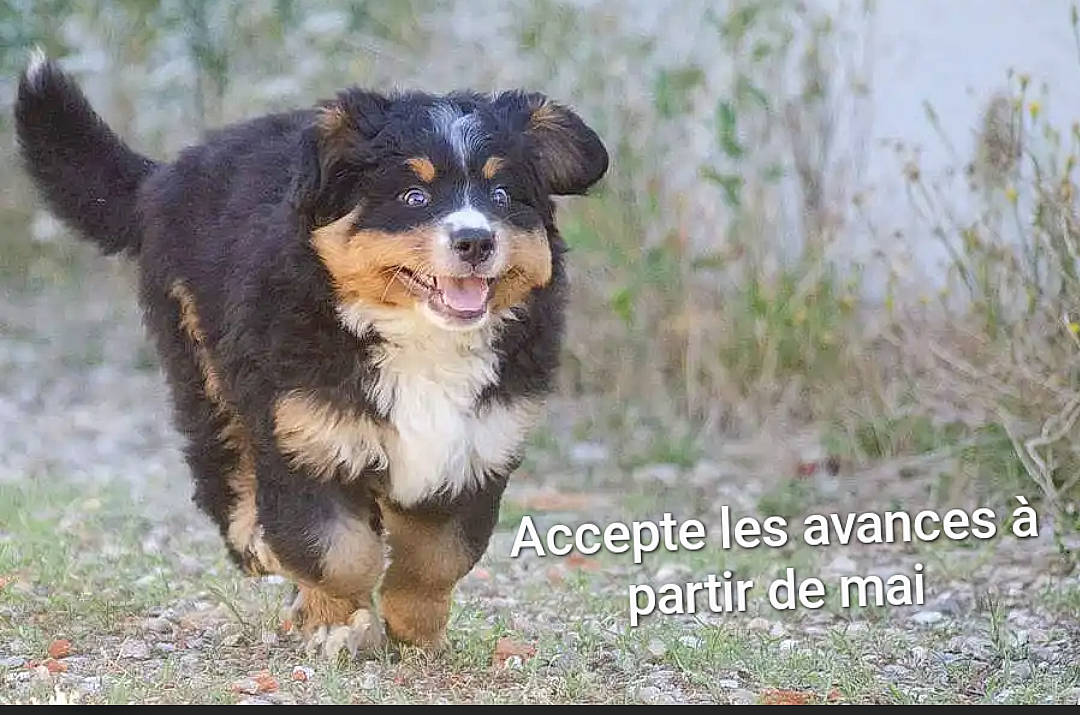 Nuit a rejoint le concours — aidez-le/la à gagner de superbes lots ! bernese_mountain_dog, canidae, carnivore, collar, companion_dog, dog, dog_breed, dog_collar, fur, grass, herding_dog, plant, puppy, snout, soil, sporting_group, terrestrial_animal, terrestrial_plant, working_animal, working_dog