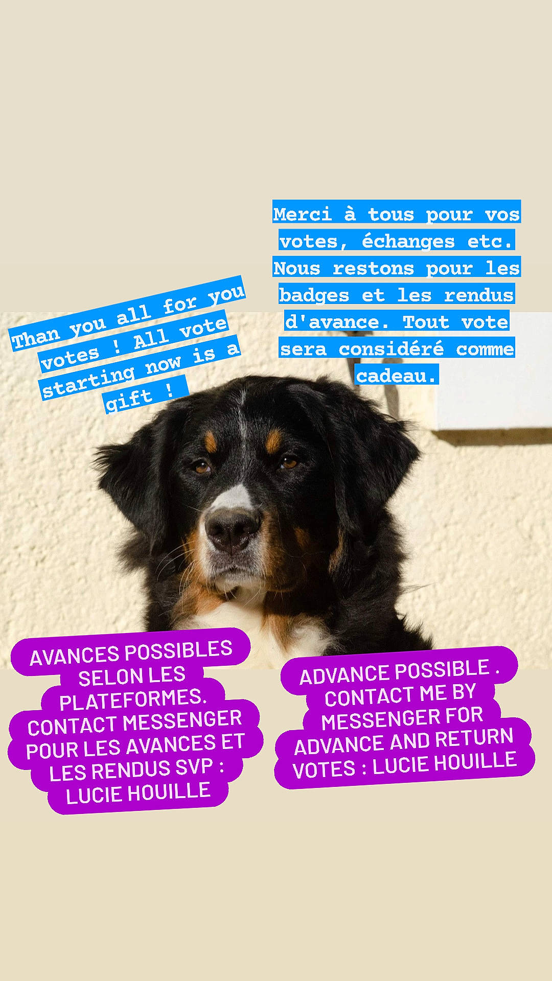 Nuit a rejoint le concours — aidez-le/la à gagner de superbes lots ! automotive_tire, canidae, carnivore, circle, companion_dog, dog, dog_breed, dog_supply, electric_blue, font, liver, magenta, pet_supply, puppy, snout, sporting_group, toy_dog, water_dog, working_animal, working_dog