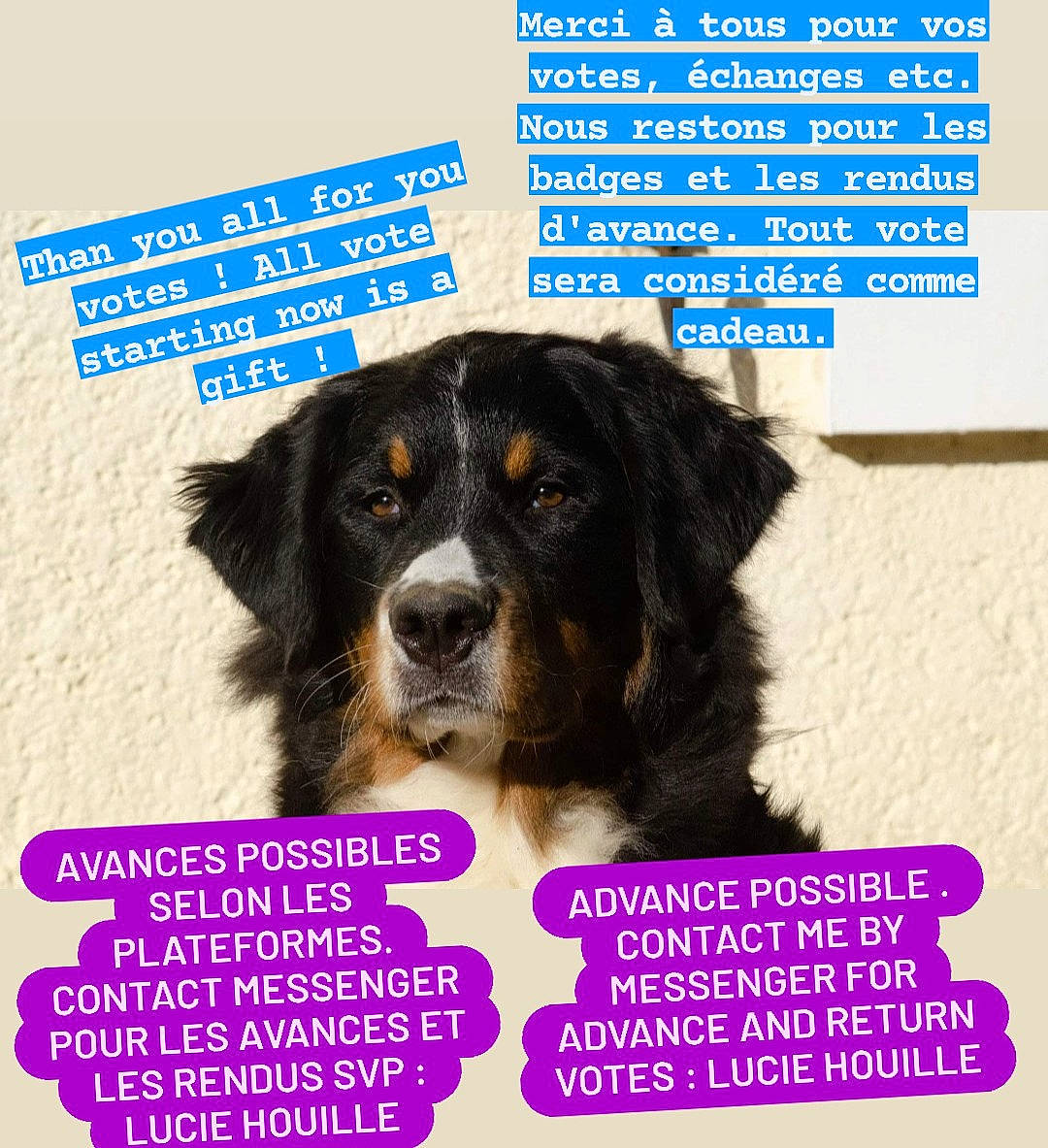 Nuit a rejoint le concours — aidez-le/la à gagner de superbes lots ! ancient_dog_breeds, canidae, carnivore, circle, companion_dog, dog, dog_breed, dog_supply, font, gun_dog, happy, liver, pet_supply, photo_caption, puppy, smile, snout, sporting_group, working_animal, working_dog