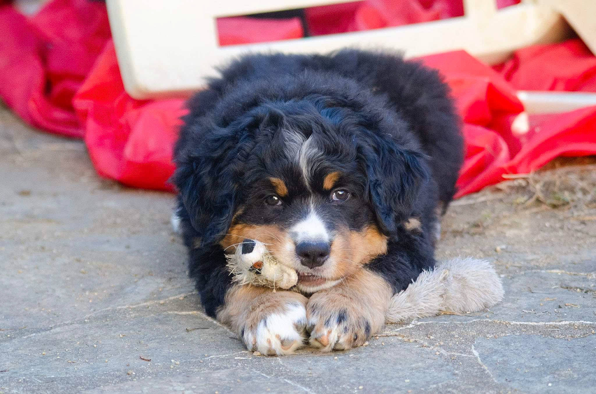 Nuit a rejoint le concours — aidez-le/la à gagner de superbes lots ! automotive_tire, ball, bernese_mountain_dog, canidae, carnivore, companion_dog, dog, dog_breed, fur, gaddi_kutta, herding_dog, paw, snout, sporting_group, terrestrial_animal, working_animal, working_dog