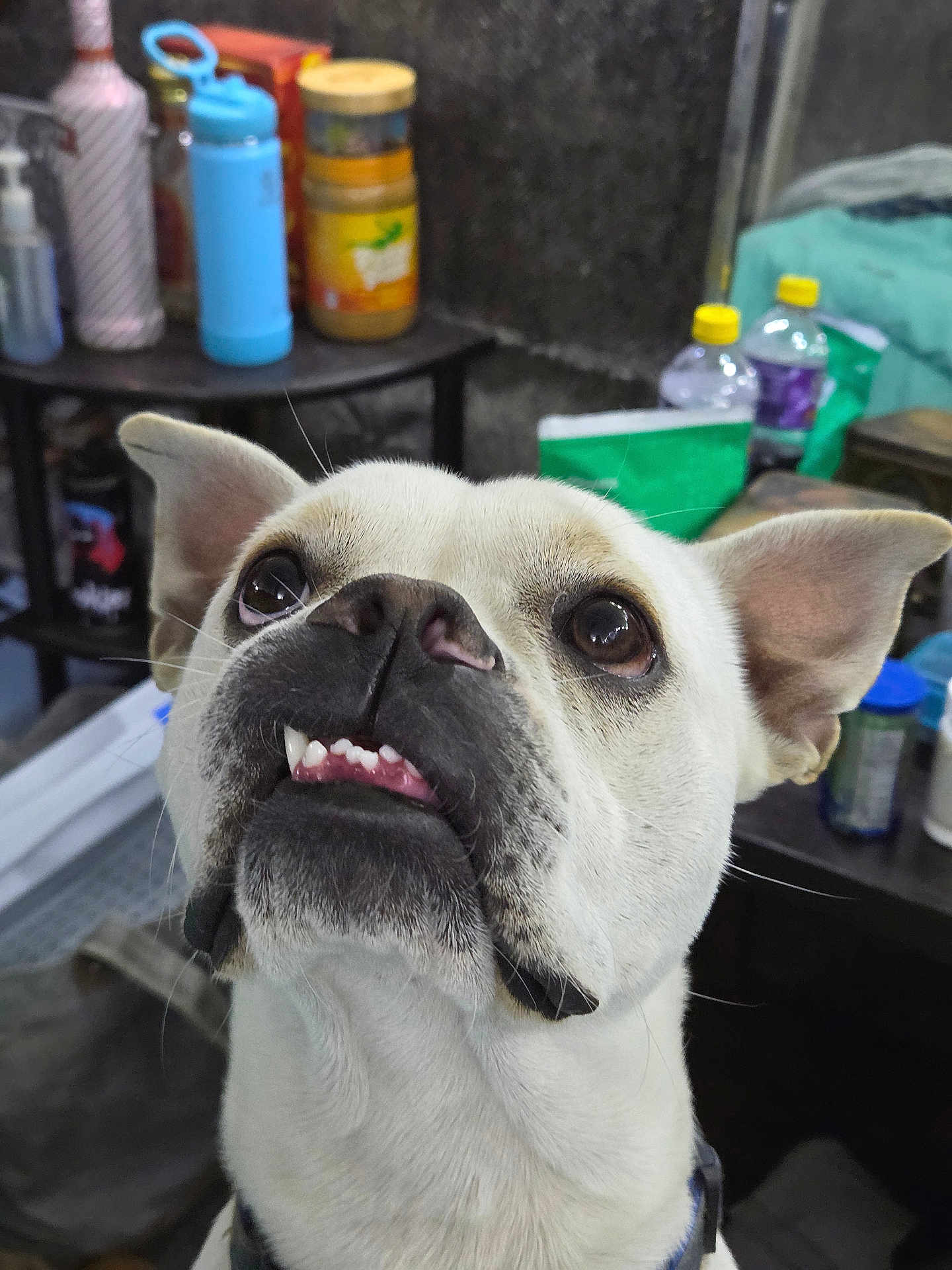 Paco