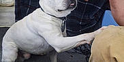 Paco joined the competition — help win amazing prizes! dog, white_dog, paw, hand, indoor, plaid_blanket, floor, carpet, person, crouching, collar, pet, animal, cute, domestic_animal, interaction, looking_up, curious, canine, bonding
