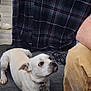 Paco is registered to the contest to win money with this photo: dog, white_dog, carpet, plaid_blanket, cable, indoor, curious, pet, floor, person, pants, yellow_pants, small_dog, looking_up, collar, casual, home, furniture, resting, animal