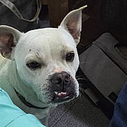Paco is registered to the contest to win money with this photo: dog, white_dog, pet, indoor, blanket, bag, floor, curious, canine, closeup, ears, teeth, snout, animal, domestic, looking_up, furniture, collar, carpet, casual