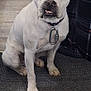 Paco joined the competition — help win amazing prizes! dog, white_dog, pet, indoor, carpet, collar, carabiner, plaid_curtain, wooden_floor, sitting, animal, cute, ears, face, paw, canine, fur, domestic, pet_accessory, flooring