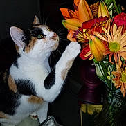 Callieanne joined the competition — help win amazing prizes! animal, bouquet, calico_cat, cat, closeup, colorful, curious, domestic_cat, feline, flower, houseplant, indoor, nature, paw, pet, plant, still_life, table, vase, whiskers