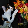 cat, calico_cat, flower, bouquet, indoor, pet, curious, paw, colorful, vase, plant, animal, whiskers, closeup, feline, domestic_cat, table, still_life, nature, houseplant