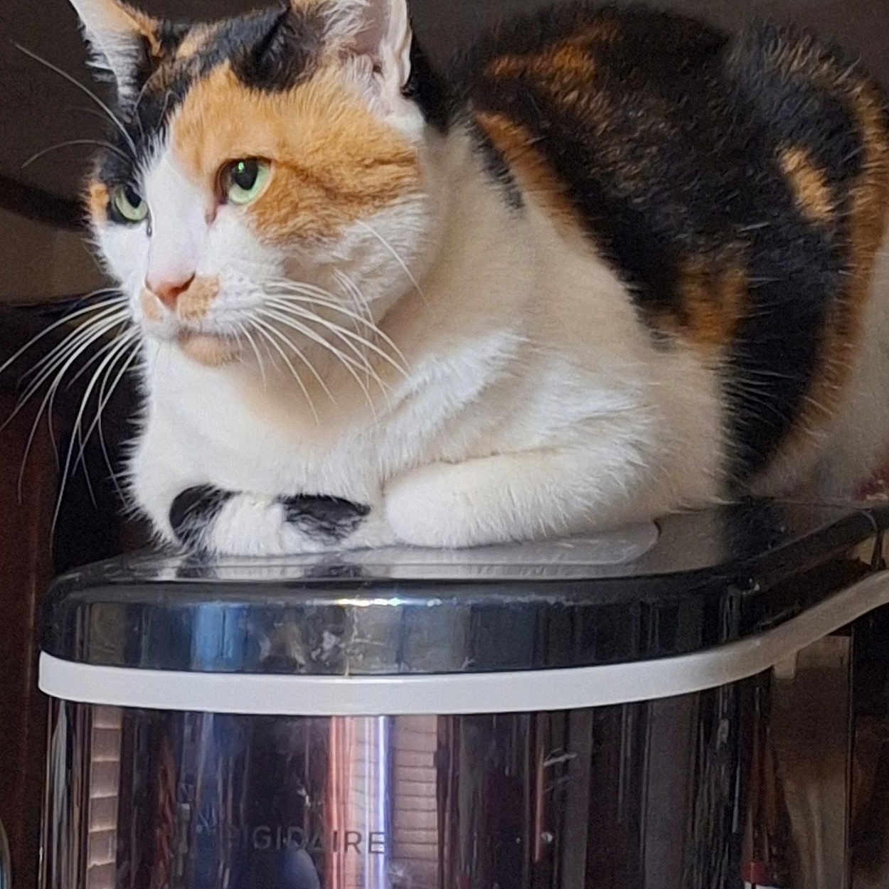 Callieanne joined the competition — help win amazing prizes! animal, appliance, calico_cat, calm, cat, closeup, cute, domestic_cat, feline, fur, green_eyes, household, indoor, loaf_position, pet, reflection, relaxed, resting, tabby, whiskers