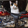 cat, calico, motorcycle, harley_davidson, indoor, vehicle, pet, animal, chrome, seat, wheel, handlebar, engine, black, white, orange, curious, closeup, metal, leather_seat