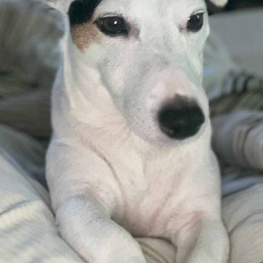 Max participe au concours pour gagner de l'argent avec cette photo : animal, ball, blanket, bulldog, canine, couch, dog, furniture, head, hound, husky, labradorretriever, person, pet, pitbull, pointer, puppy, sport, terrier, whitedog