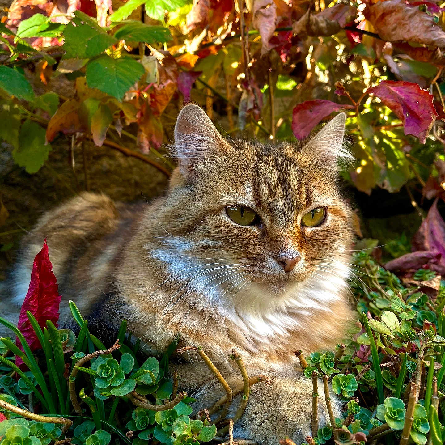 Myriame participe au concours pour gagner de l'argent avec cette photo : abyssinian, angora, animal, cat, flower, geranium, grass, herbal, herbs, ivy, kitten, leaf, manx, outdoors, pet, plant, pottedplant, soil, tree, vegetation