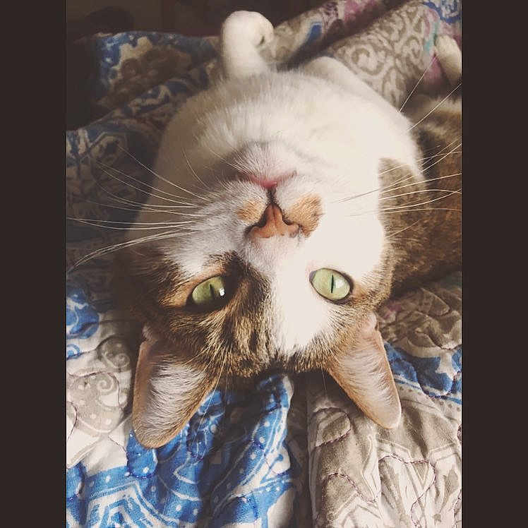 Ringo is registered to the contest to win money with this photo: aegean_cat, carnivore, cat, european_shorthair, eye, felidae, fur, nose, organism, paw, photo_caption, photography, polydactyl_cat, small_to_medium_sized_cats, snout, square, tabby_cat, whiskers